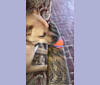 Reggie, an American Pit Bull Terrier and Australian Shepherd mix tested with EmbarkVet.com
