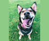 Arya, an Australian Cattle Dog and German Shepherd Dog mix tested with EmbarkVet.com