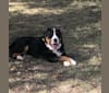 Gretta, a Greater Swiss Mountain Dog tested with EmbarkVet.com