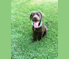 Photo of Jessie, a Labrador Retriever and German Shepherd Dog mix in West Columbia, South Carolina, USA