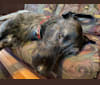 Winston, an Irish Wolfhound and Mastiff mix tested with EmbarkVet.com