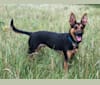 Marvin, a German Shepherd Dog and Miniature Pinscher mix tested with EmbarkVet.com