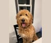 Photo of Bea, a Goldendoodle 
