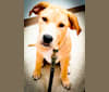 Willie, a Labrador Retriever and American Pit Bull Terrier mix tested with EmbarkVet.com