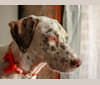 Amelie, a Dalmatian and Brittany mix tested with EmbarkVet.com