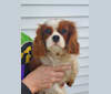 Bess, a Cavalier King Charles Spaniel tested with EmbarkVet.com