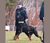 Kratos Raiju, a Rottweiler tested with EmbarkVet.com