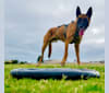 Sully, a Belgian Shepherd tested with EmbarkVet.com