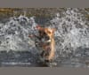 Penny, a Labrador Retriever tested with EmbarkVet.com