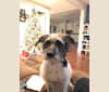 Jasper, a Chihuahua and Miniature Schnauzer mix tested with EmbarkVet.com