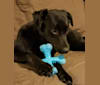 Bella, an American Staffordshire Terrier and Labrador Retriever mix tested with EmbarkVet.com