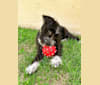 GRECIA, a Miniature Schnauzer and German Shepherd Dog mix tested with EmbarkVet.com
