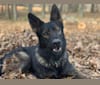 Inigo Von Goedehaus, a German Shepherd Dog tested with EmbarkVet.com