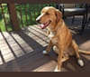 Stella, a Labrador Retriever and Boxer mix tested with EmbarkVet.com