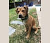 Photo of Everest, an American Pit Bull Terrier, Chow Chow, and Mixed mix in Texas, USA