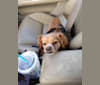 Henry, a Chihuahua and Cocker Spaniel mix tested with EmbarkVet.com