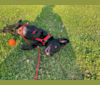 Doby, an Australian Cattle Dog and Miniature Pinscher mix tested with EmbarkVet.com