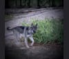 Wolfee, a German Shepherd Dog and Siberian Husky mix tested with EmbarkVet.com