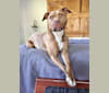 Blueberry, an American Pit Bull Terrier and American Staffordshire Terrier mix tested with EmbarkVet.com