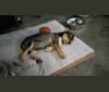 Cooper, a Miniature Schnauzer and German Shepherd Dog mix tested with EmbarkVet.com
