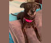 Sophie, a Dachshund and Chihuahua mix tested with EmbarkVet.com