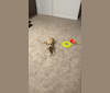 Photo of Tucker, a Miniature Schnauzer and Poodle (Small) mix in Dalmatia, PA, USA