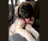 Hani, a Mastiff tested with EmbarkVet.com