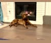 King, a Labrador Retriever and Australian Shepherd mix tested with EmbarkVet.com