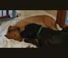 Jack, a Beagle and Basset Hound mix tested with EmbarkVet.com