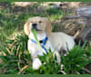 Neddy, a Miniature Schnauzer and Labrador Retriever mix tested with EmbarkVet.com