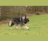 Siriüs, a German Shepherd Dog tested with EmbarkVet.com
