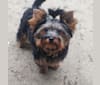 Photo of Kazoo, a Yorkshire Terrier  in Yorkies Kisses, Indiana 3, Kendallville, IN, USA