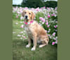 Daisy, a Golden Retriever tested with EmbarkVet.com
