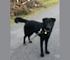 Rocky, a German Shepherd Dog and Australian Shepherd mix tested with EmbarkVet.com