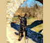 Xtreme Honor vom Haus Morrisson, a German Shepherd Dog tested with EmbarkVet.com