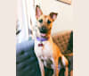 Lana Lucy, an Australian Cattle Dog and American Pit Bull Terrier mix tested with EmbarkVet.com
