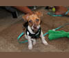 Tigger, a Chihuahua and Miniature Pinscher mix tested with EmbarkVet.com
