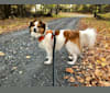 Cooper, an Australian Cattle Dog and Shih Tzu mix tested with EmbarkVet.com