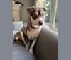 Photo of Ladainian Lee, a Chihuahua, American Pit Bull Terrier, Australian Shepherd, and Mixed mix in Ladera Ranch, California, USA