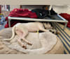 Photo of Tao-Tao, a Dogo Argentino  in Texas, USA