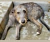 Freya, an Irish Wolfhound tested with EmbarkVet.com