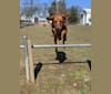Rowdy, an Australian Cattle Dog and Redbone Coonhound mix tested with EmbarkVet.com