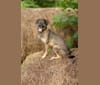 Photo of Tank, a Beagle, Labrador Retriever, German Shepherd Dog, and Mixed mix in Elkton, Virginia, USA