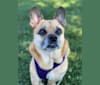 Photo of Murray, a Pug and Pembroke Welsh Corgi mix in Downers Grove, Illinois, USA