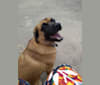 Merlin, a Boxer and Chow Chow mix tested with EmbarkVet.com