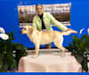 Benelli, a Labrador Retriever tested with EmbarkVet.com