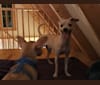 Love, a Chihuahua and Pomeranian mix tested with EmbarkVet.com
