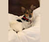 Lilly, a Rat Terrier and Russell-type Terrier mix tested with EmbarkVet.com