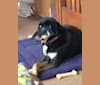 Bodhi, a Formosan Mountain Dog tested with EmbarkVet.com