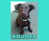 Rhodeside P. Freely, a Staffordshire Terrier and Chow Chow mix tested with EmbarkVet.com